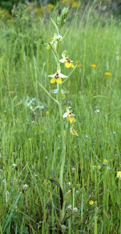 Ophrys lacaitae tra introgressioni e forme ibride  Molise 2023.